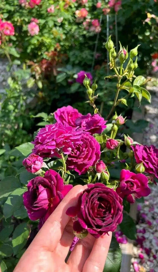 Elegant Climbing Rose Flower Seeds