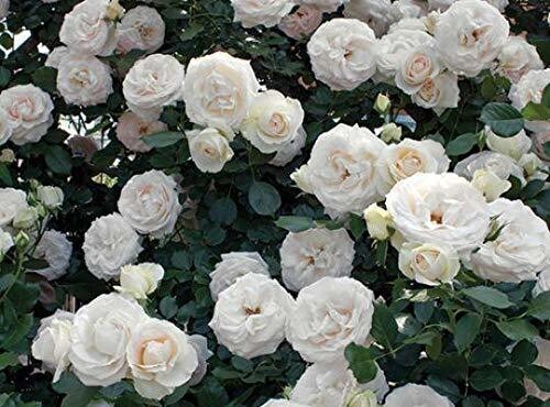 Seeds Rose Plant
