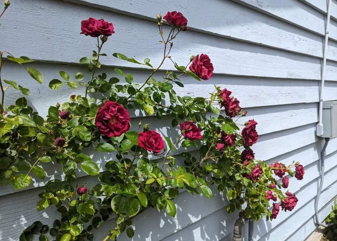Elegant Climbing Rose Flower Seeds