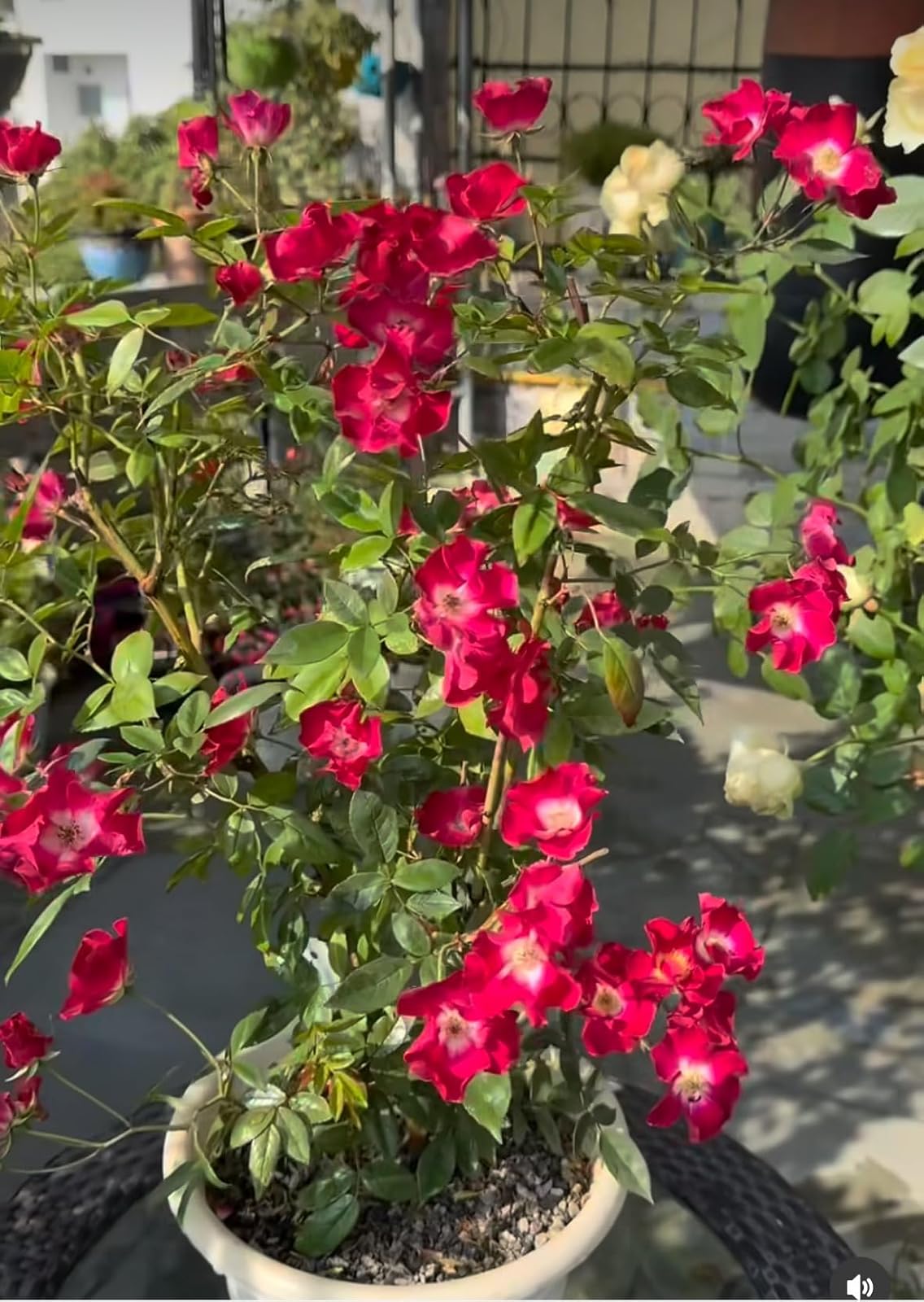Elegant Climbing Rose Flower Seeds